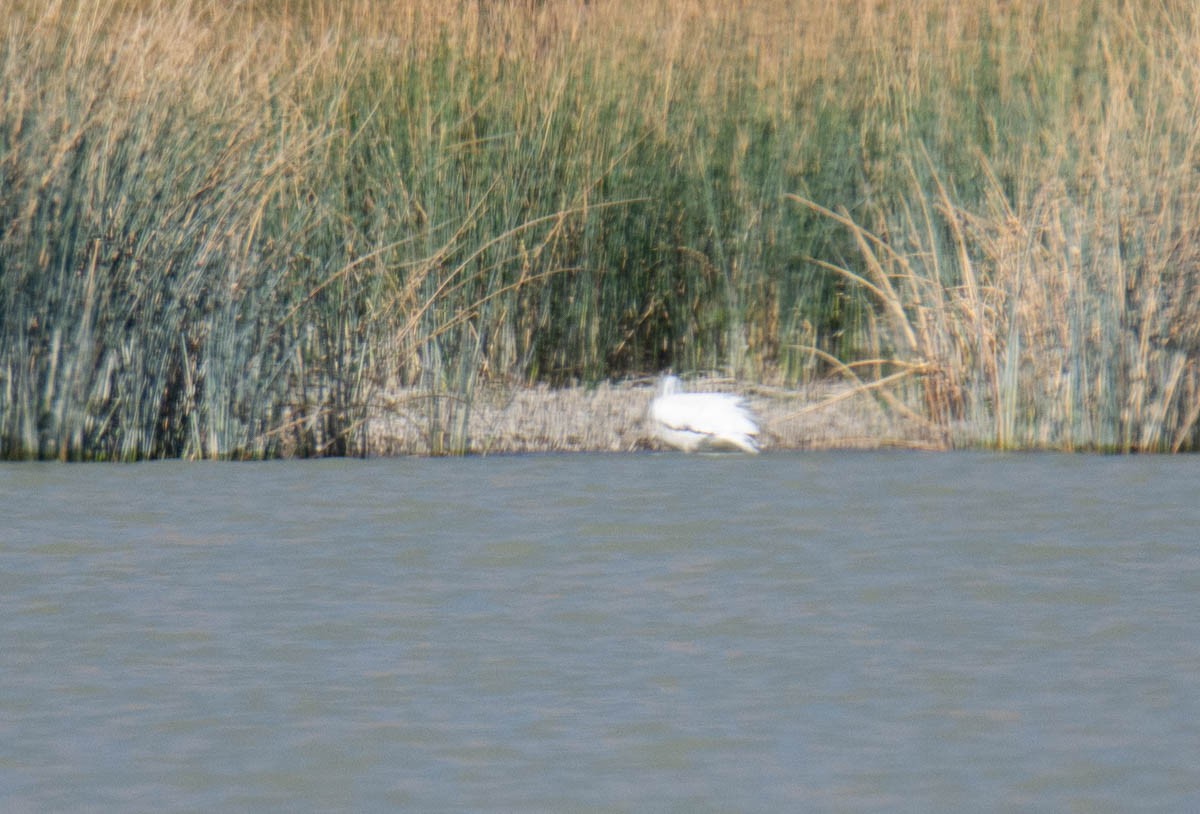 American White Pelican - ML642917799