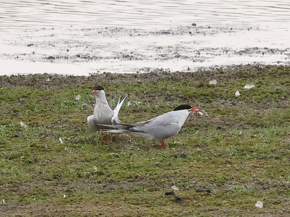 Common Tern - ML642917801