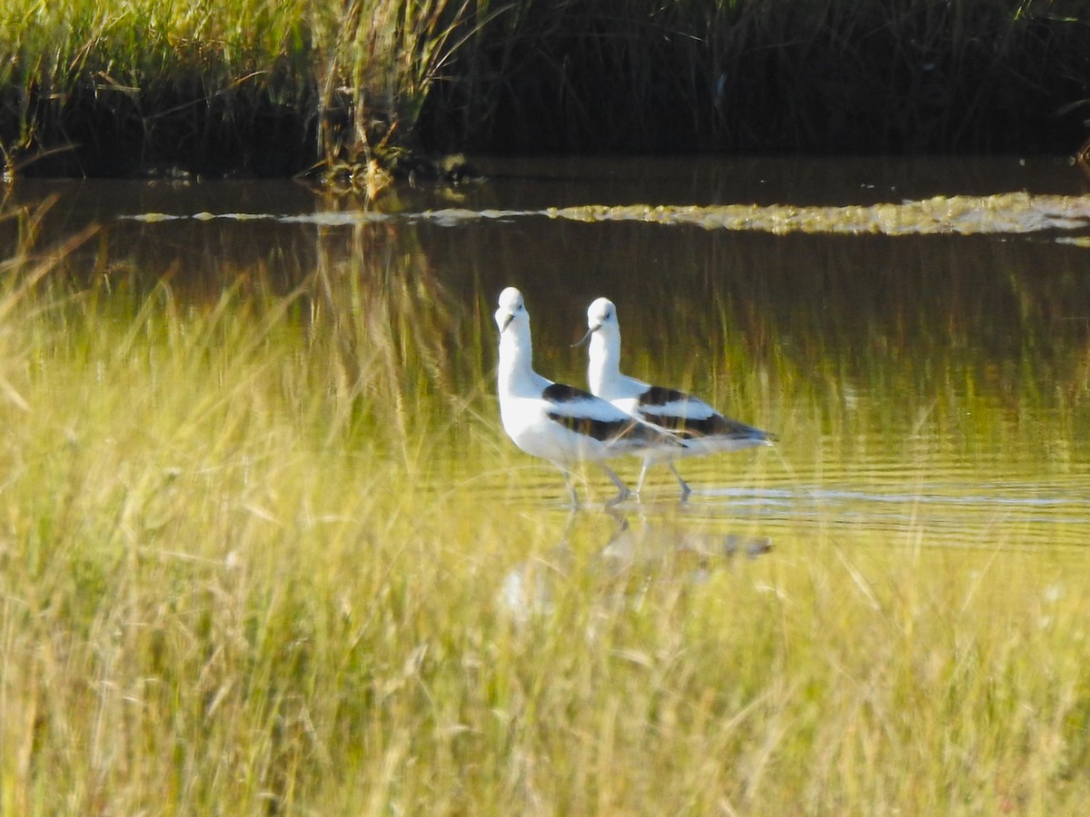 American Avocet - ML642917803