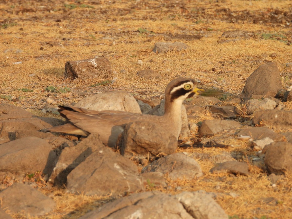 Great Thick-knee - ML642917825