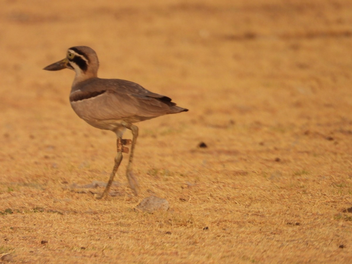 Great Thick-knee - ML642917826