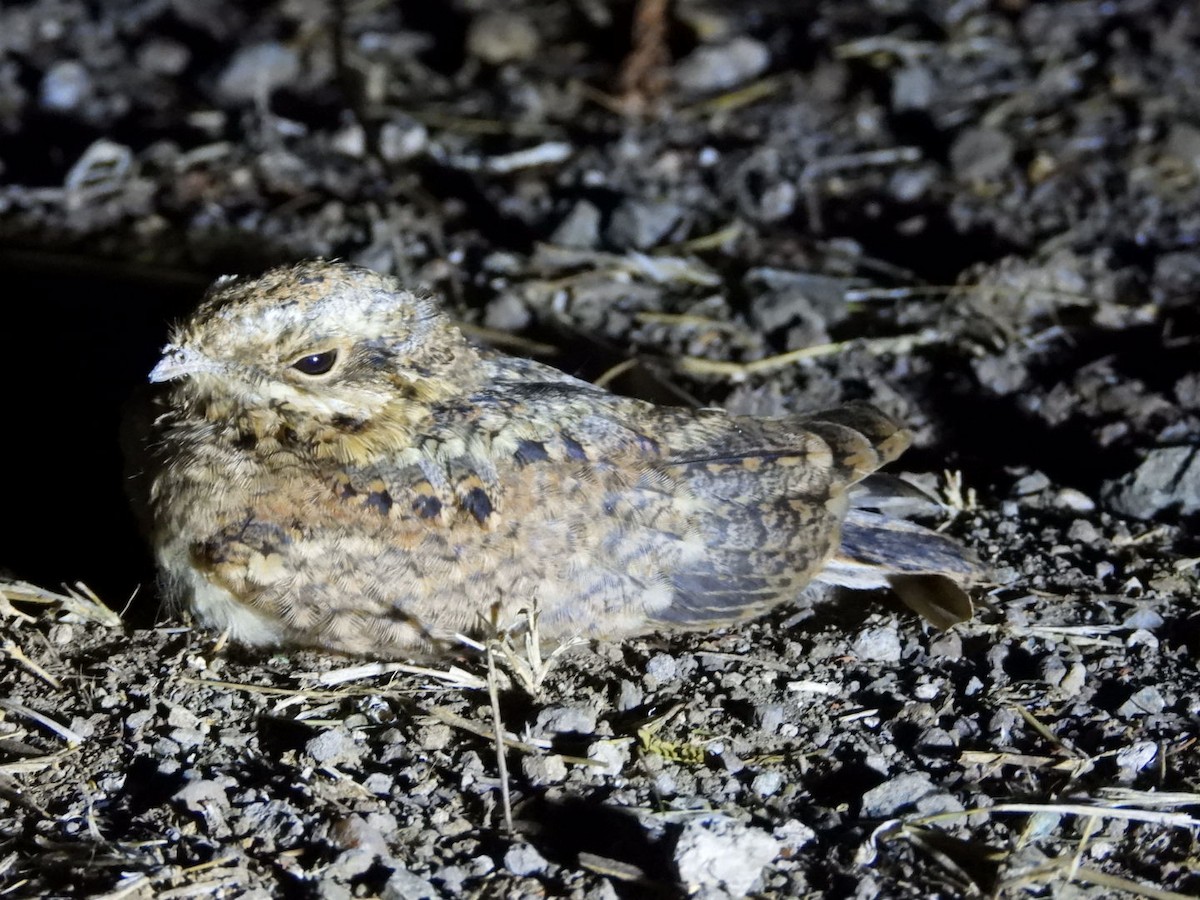 Indian Nightjar - ML642917835