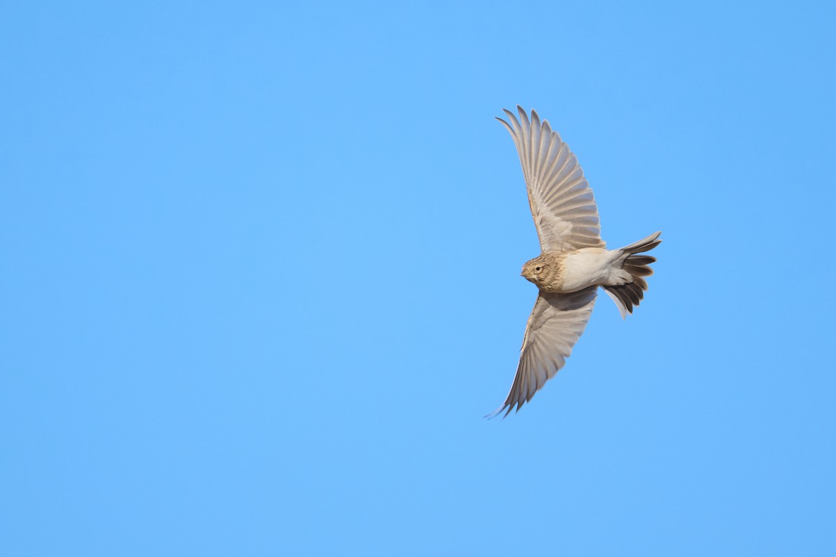 Turkestan Short-toed Lark - ML642917840