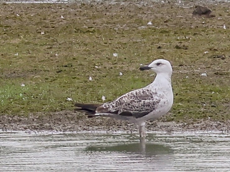 Yellow-legged Gull - ML642917842