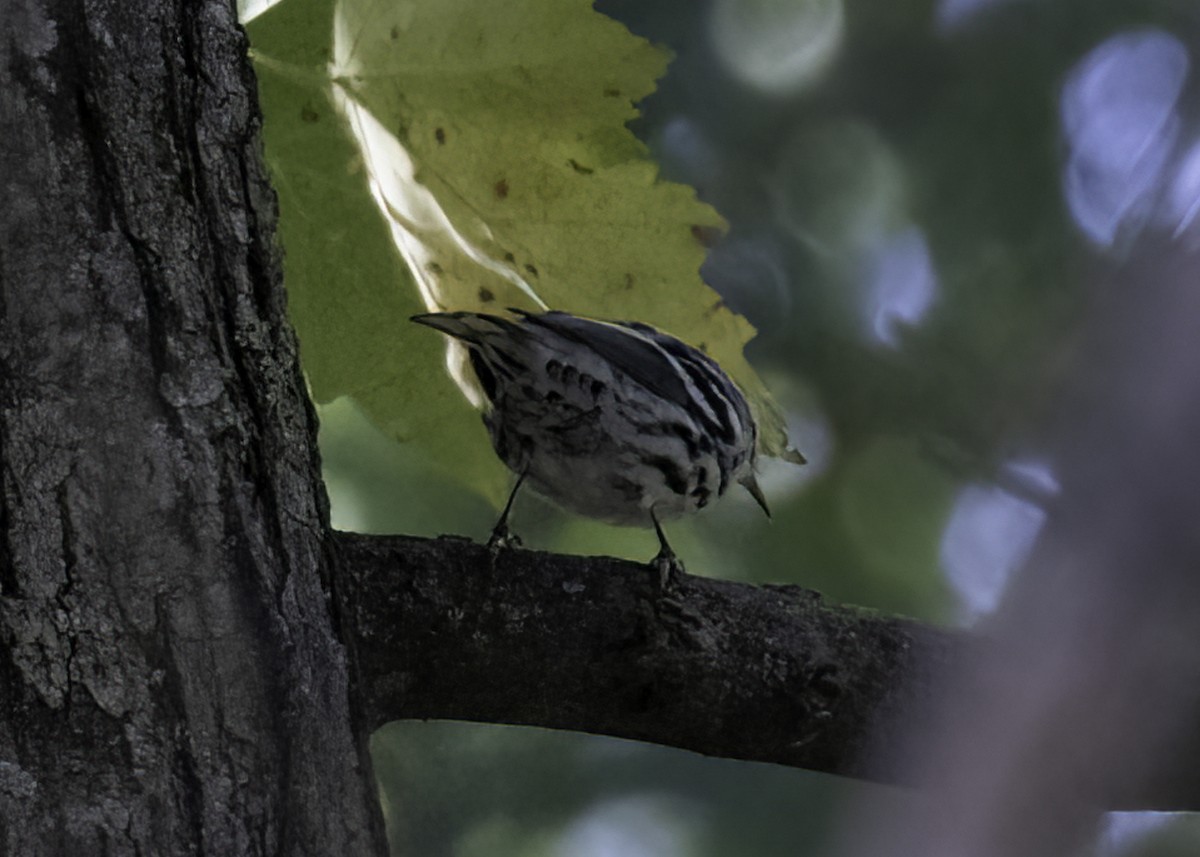 Black-and-white Warbler - ML642917852