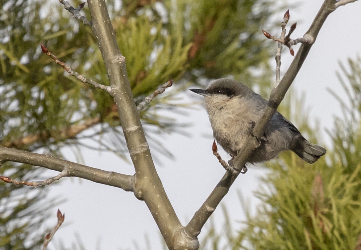 Pygmy Nuthatch - ML642917876