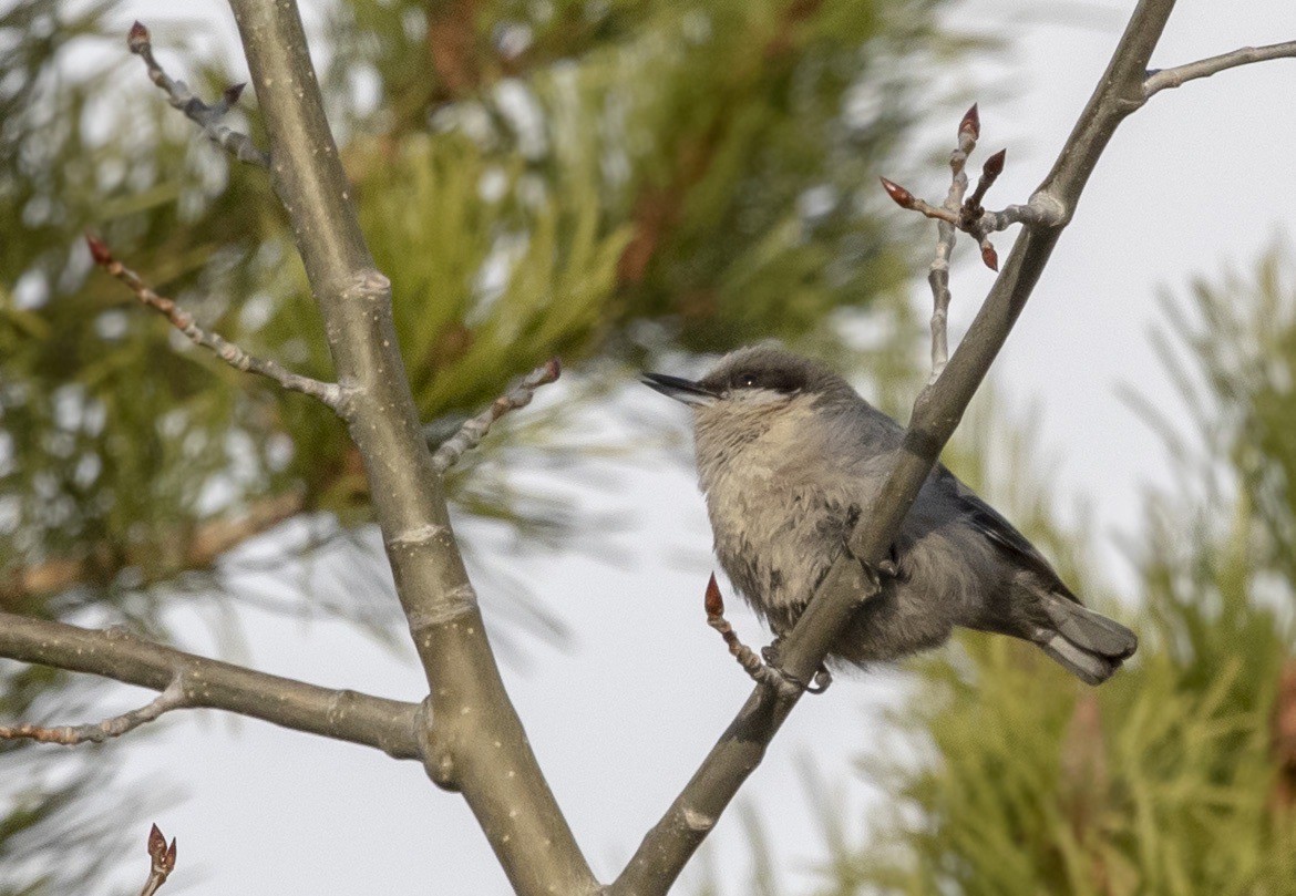 Pygmy Nuthatch - ML642917877