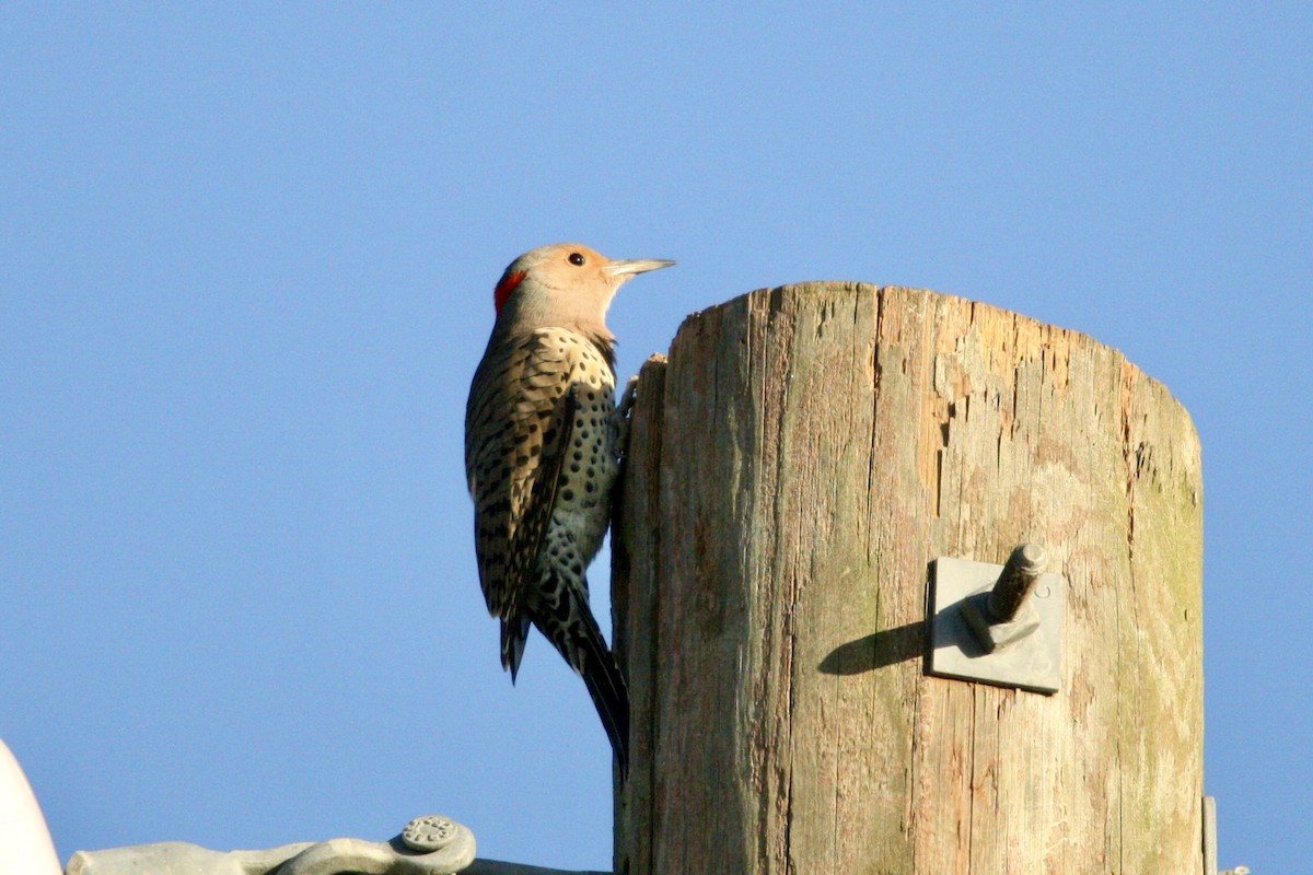 Northern Flicker - ML642917881
