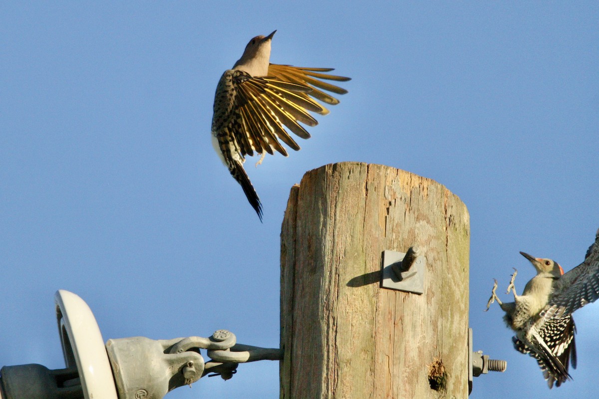 Northern Flicker - ML642917882