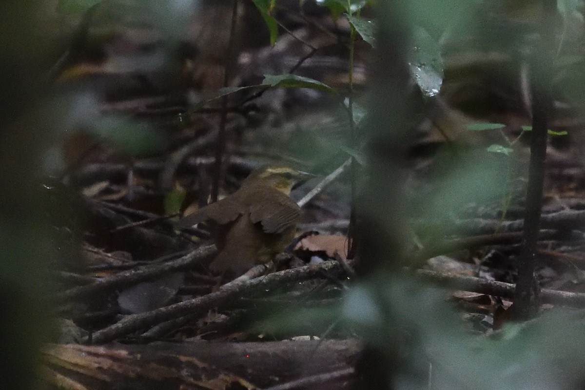 Swainson's Warbler - ML642917885