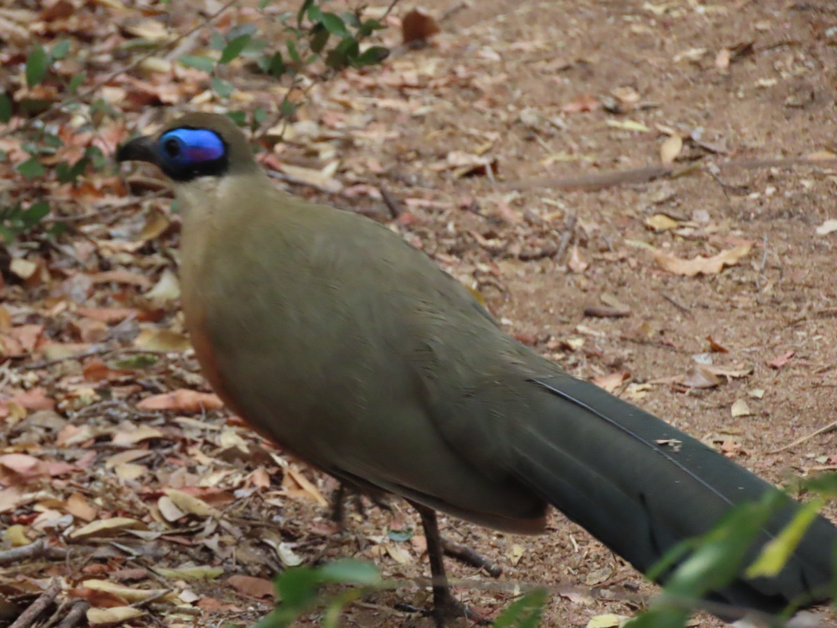 Giant Coua - ML642917887