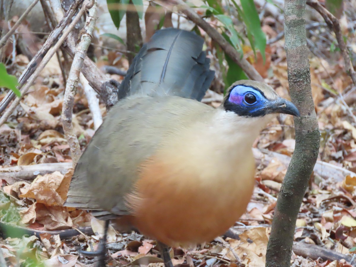 Giant Coua - ML642917888