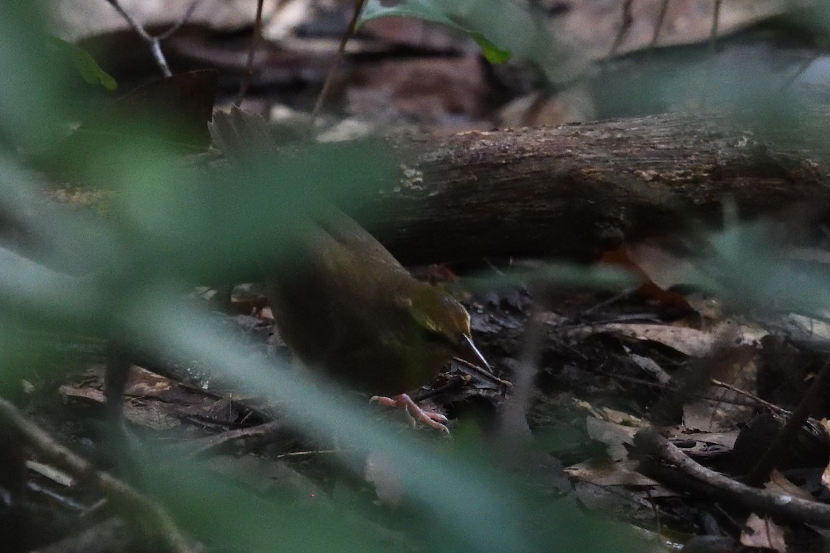 Swainson's Warbler - ML642917893