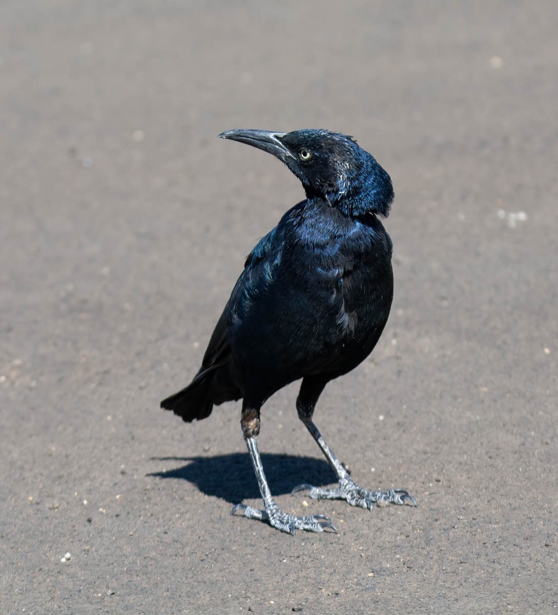 Great-tailed Grackle - ML642917896