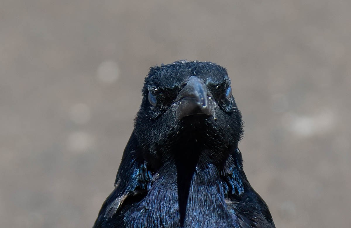Great-tailed Grackle - ML642917897