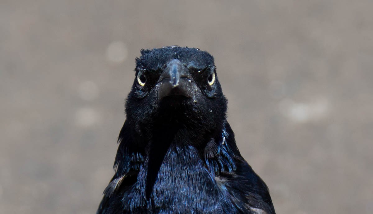 Great-tailed Grackle - ML642917898