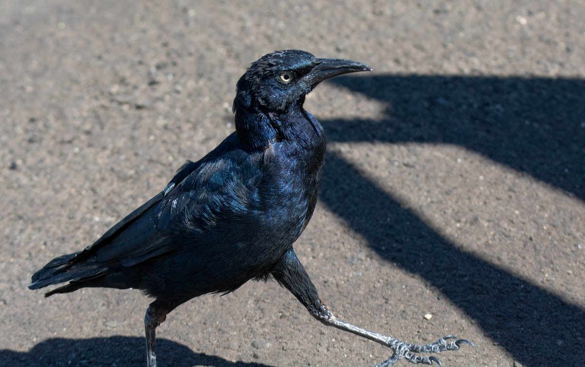 Great-tailed Grackle - ML642917899