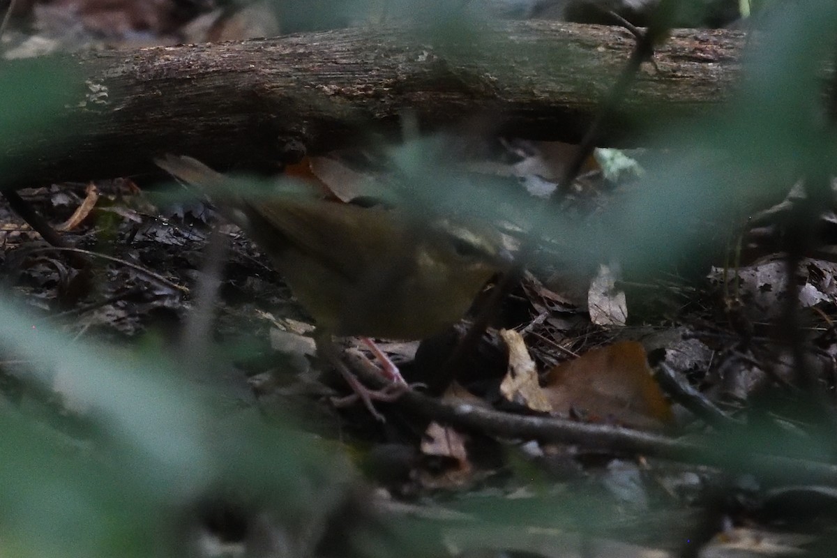 Swainson's Warbler - ML642917903