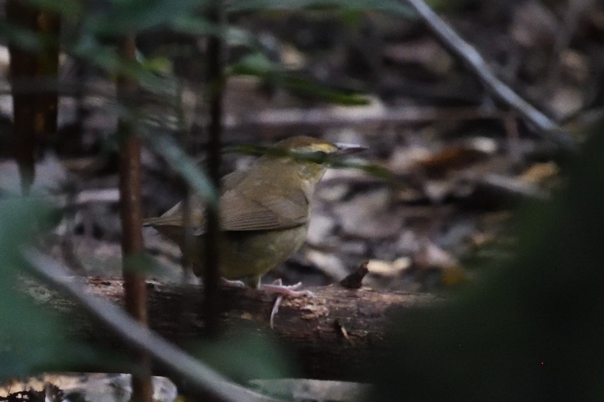 Swainson's Warbler - ML642917909