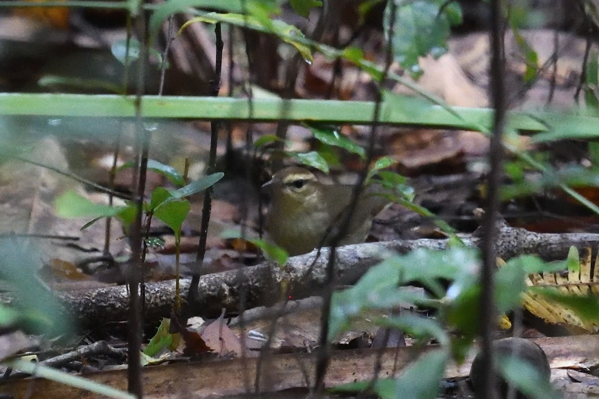 Swainson's Warbler - ML642917911