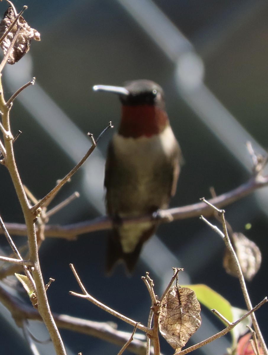 Colibri à gorge rubis - ML642917912