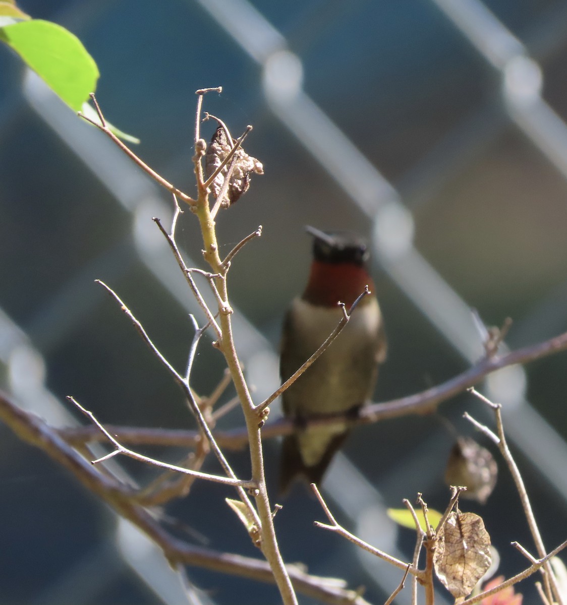 Colibri à gorge rubis - ML642917913