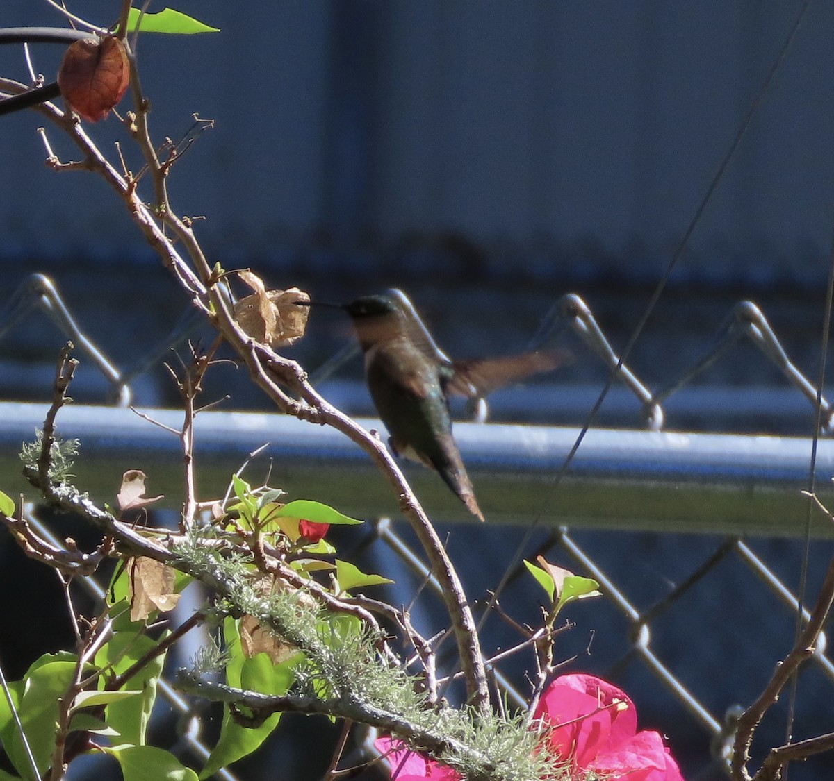 Colibri à gorge rubis - ML642917915