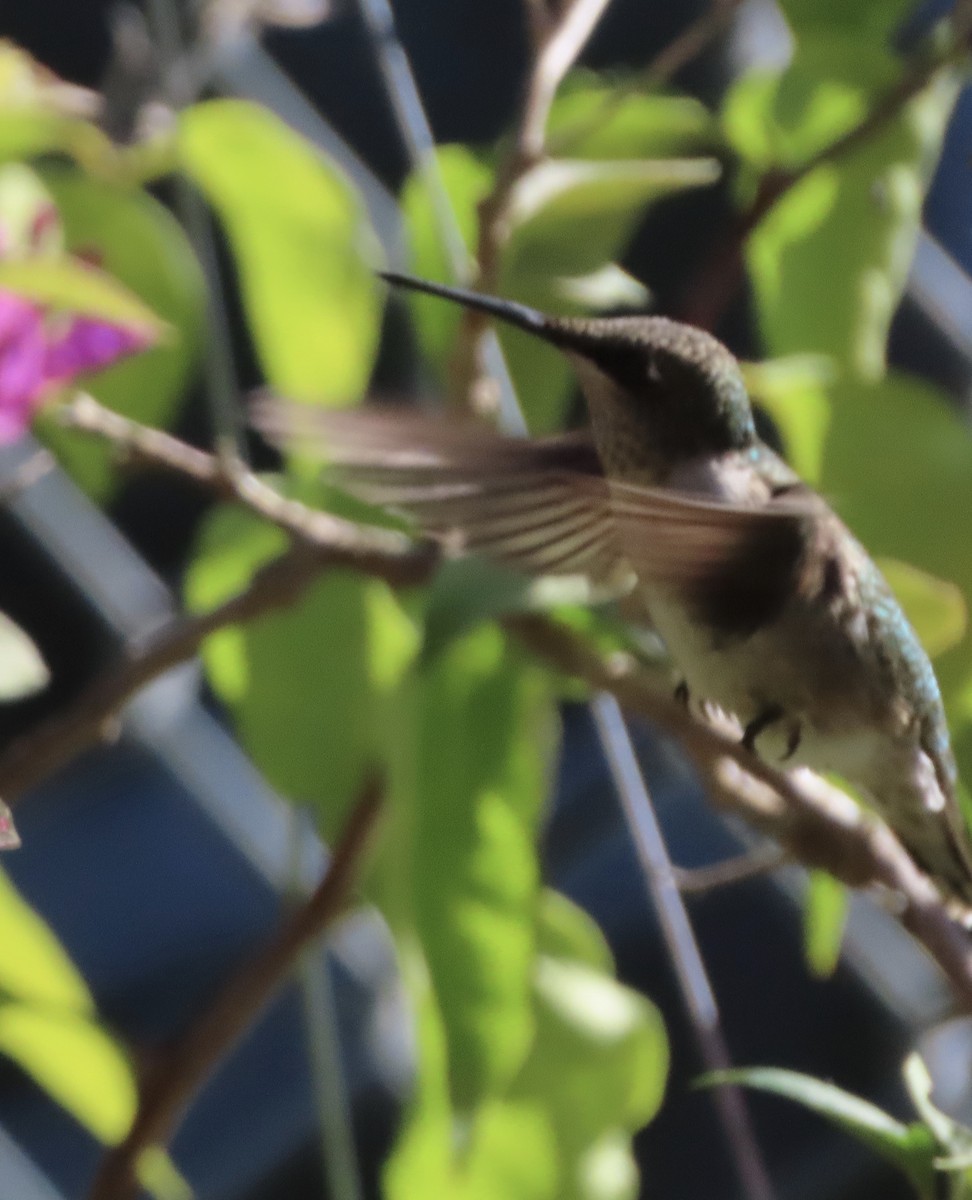 Colibri à gorge rubis - ML642917916