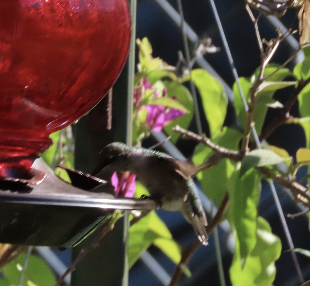 Colibri à gorge rubis - ML642917917