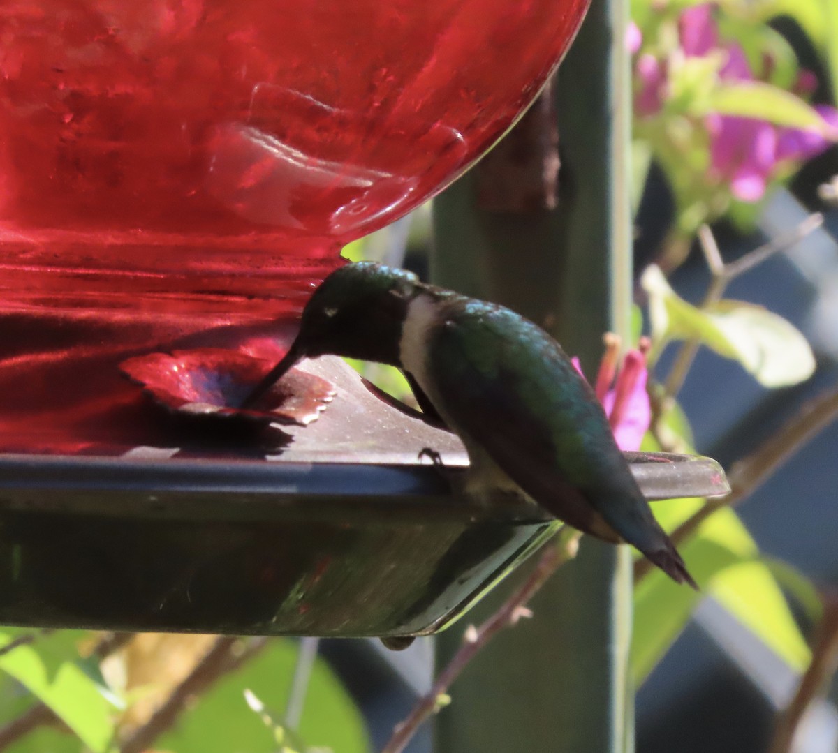 Colibri à gorge rubis - ML642917918