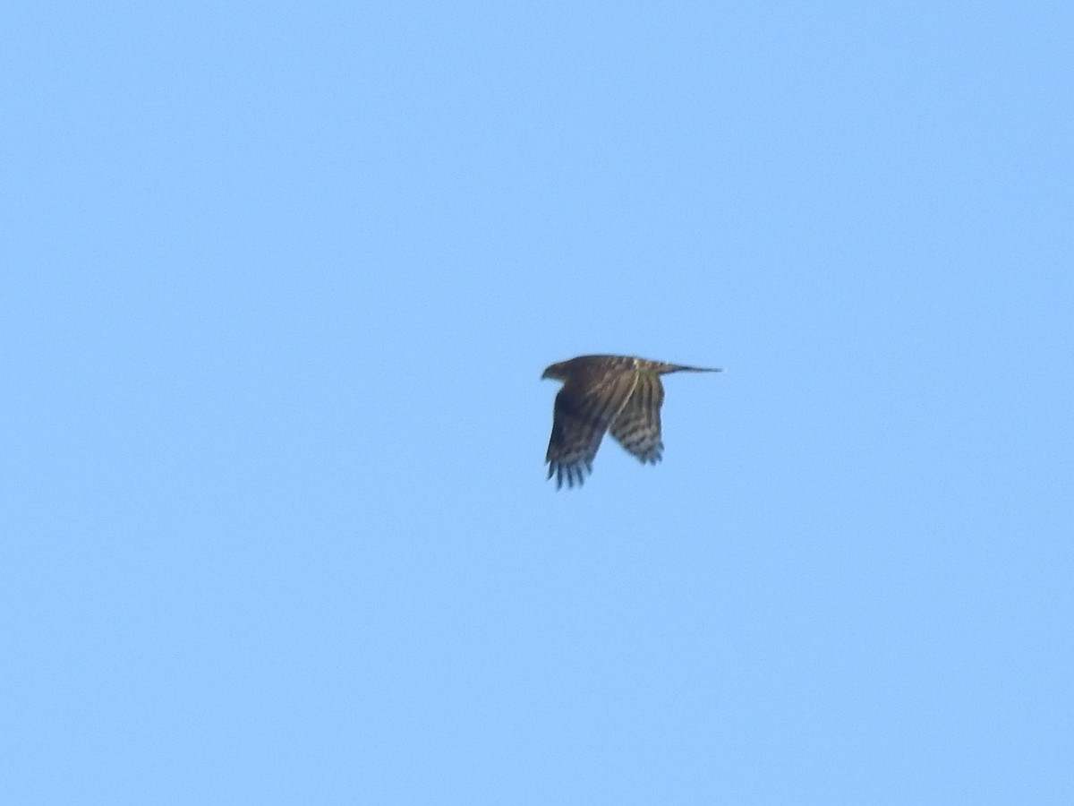 Cooper's Hawk - ML642917919