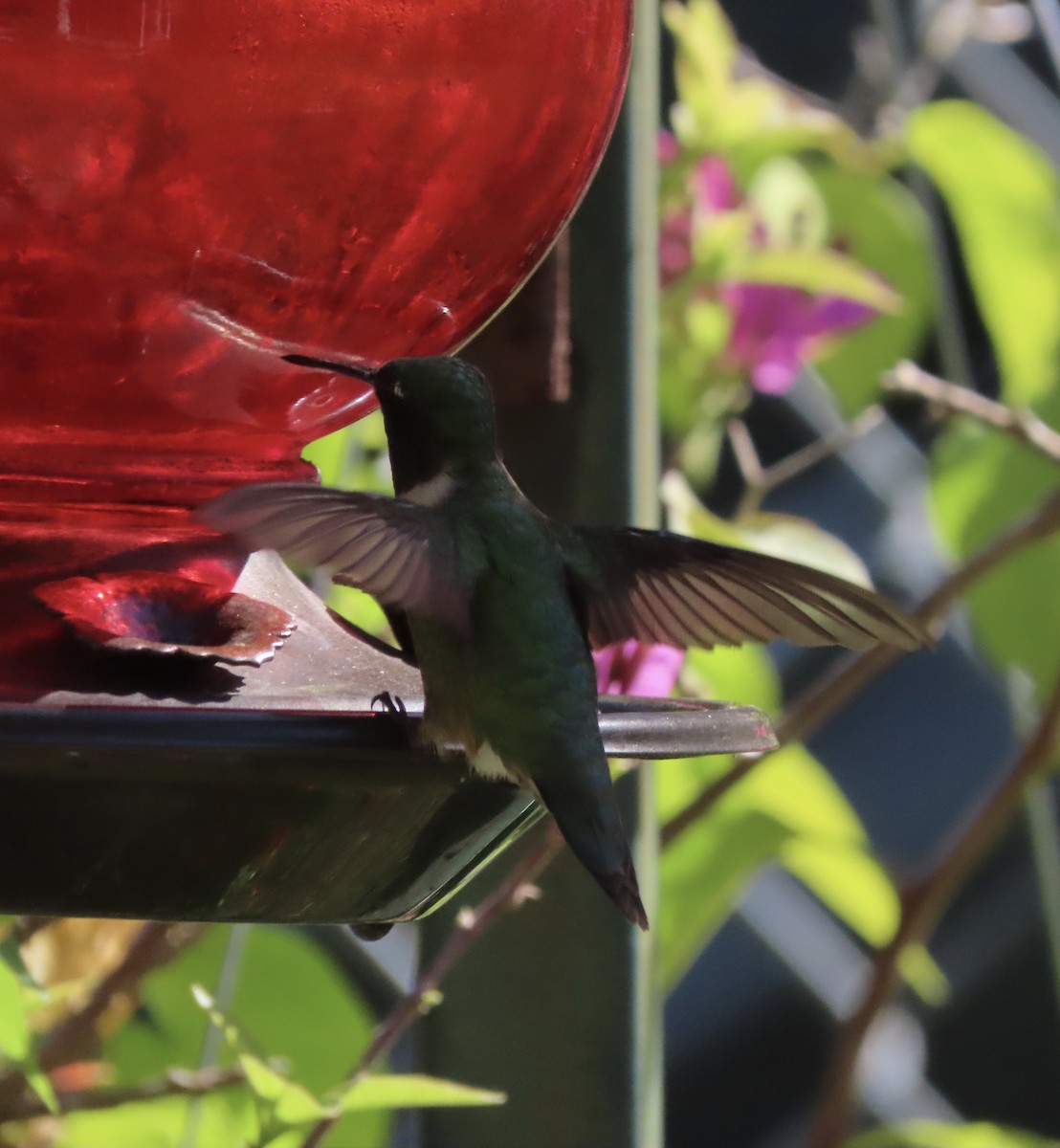 Colibri à gorge rubis - ML642917921