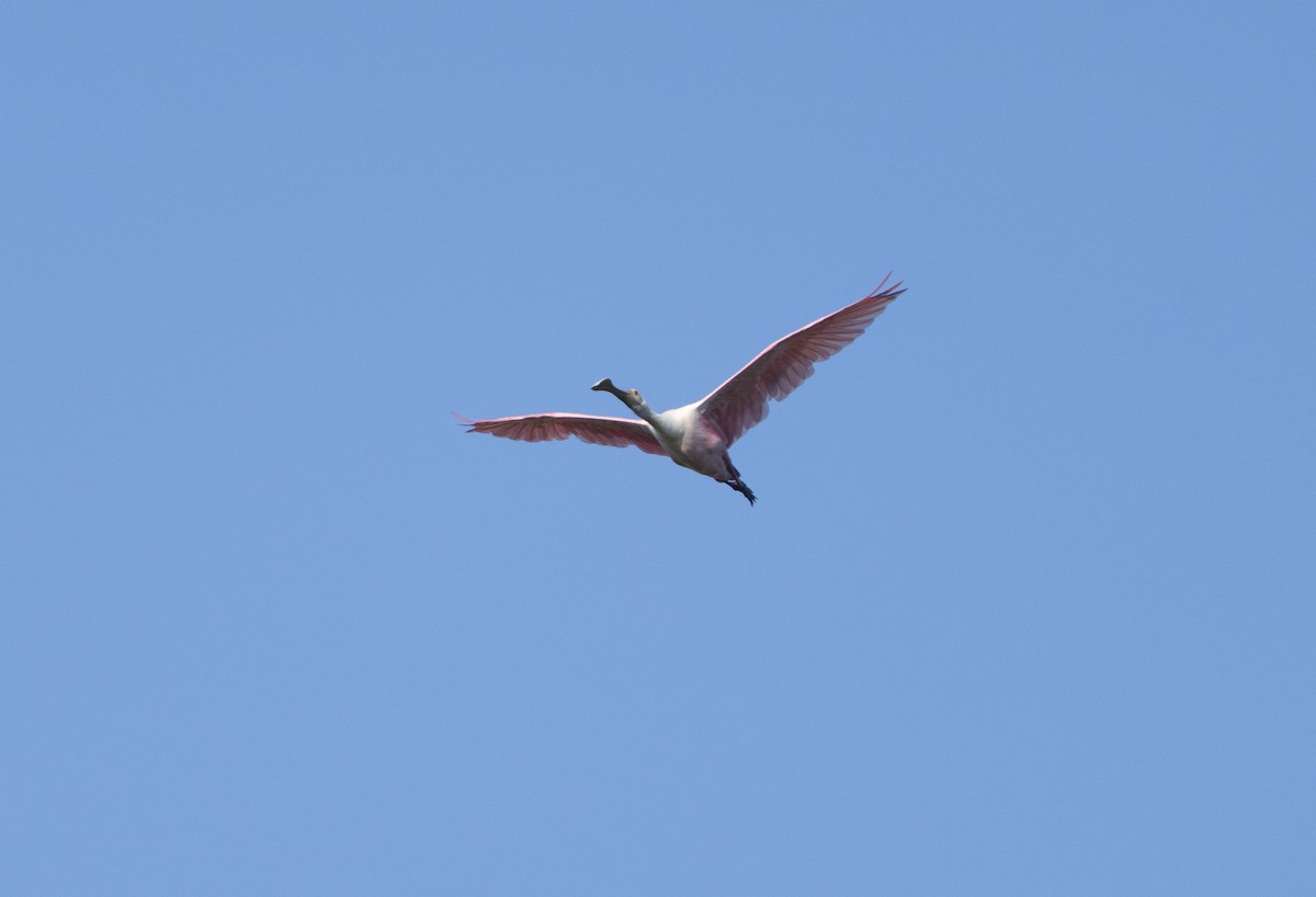Roseate Spoonbill - ML642917922
