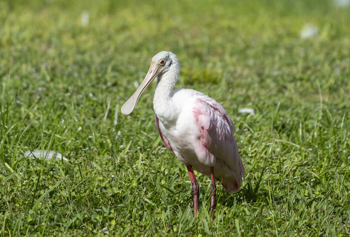 Roseate Spoonbill - ML642917928