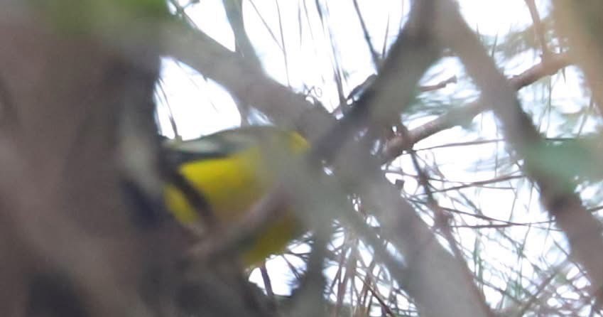 Blue-winged Warbler - ML642917929
