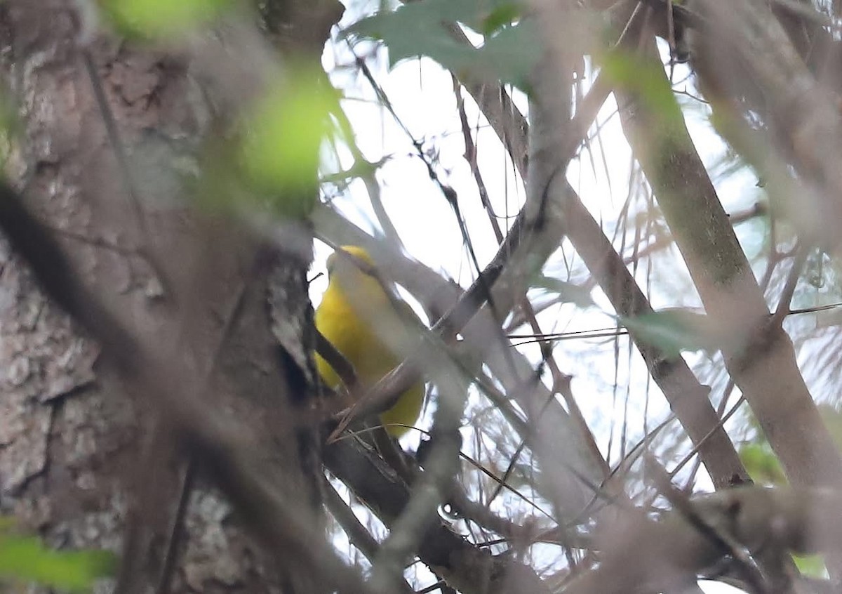 Blue-winged Warbler - ML642917930