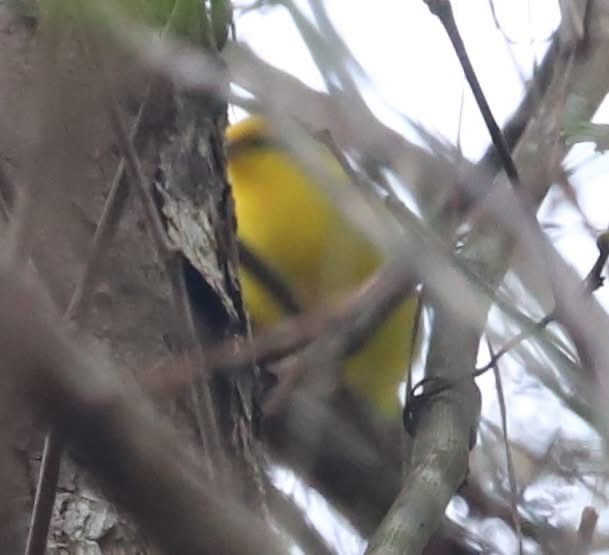 Blue-winged Warbler - ML642917931