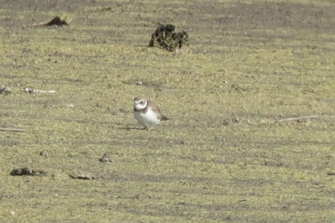 kulík kanadský - ML642917933