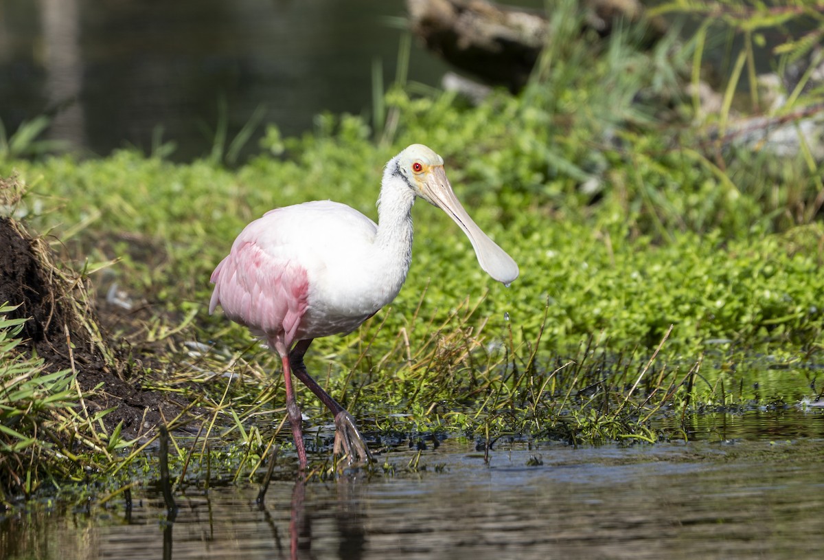 Roseate Spoonbill - ML642917935