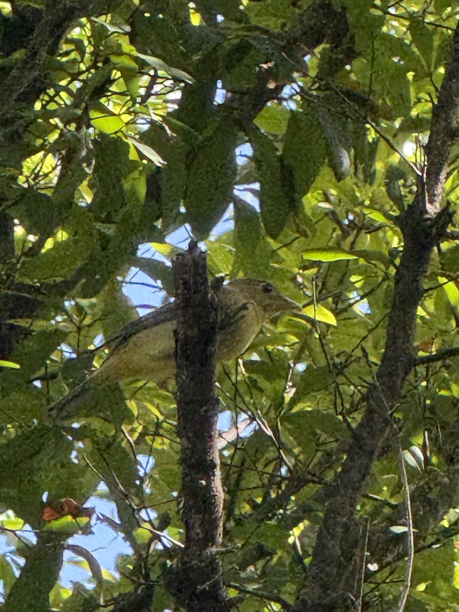 Scarlet Tanager - ML642917940