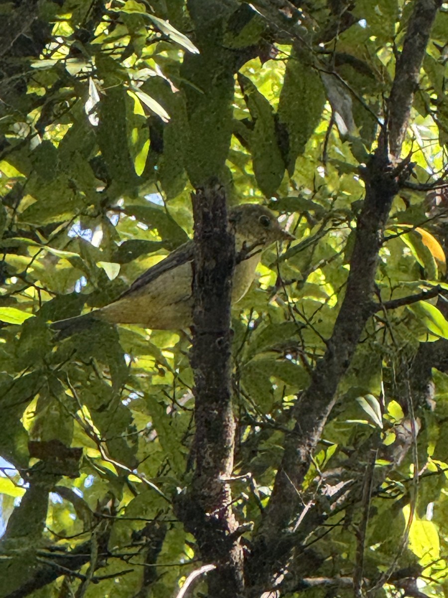 Scarlet Tanager - ML642917941