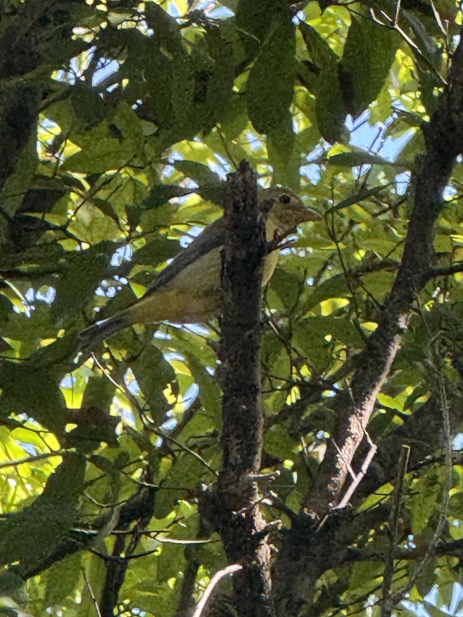 Scarlet Tanager - ML642917942