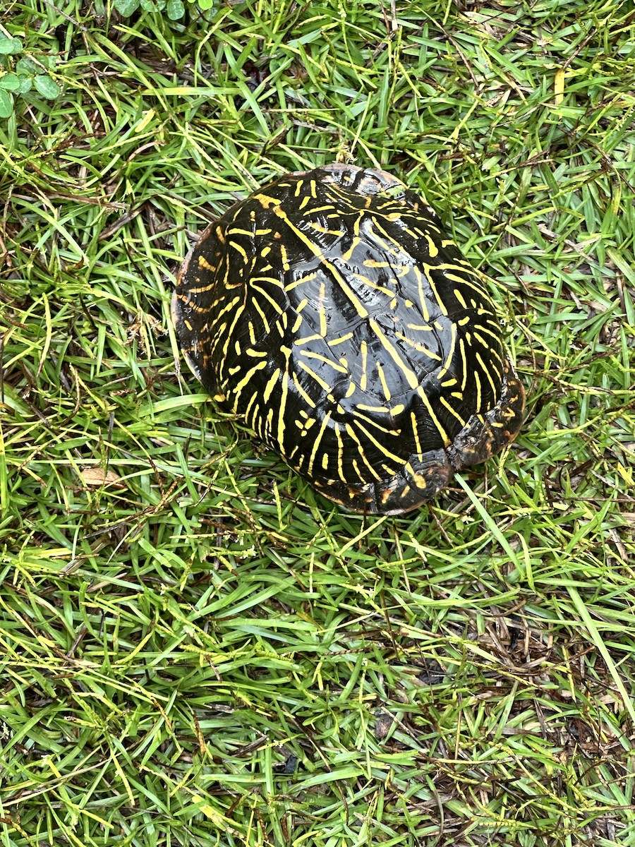 動物界 - ML642917943