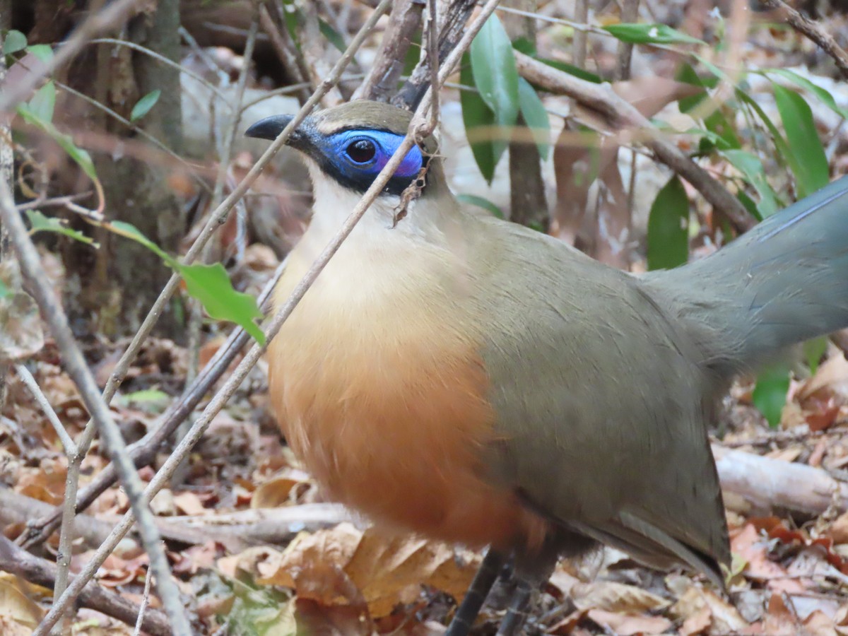 Giant Coua - ML642917945