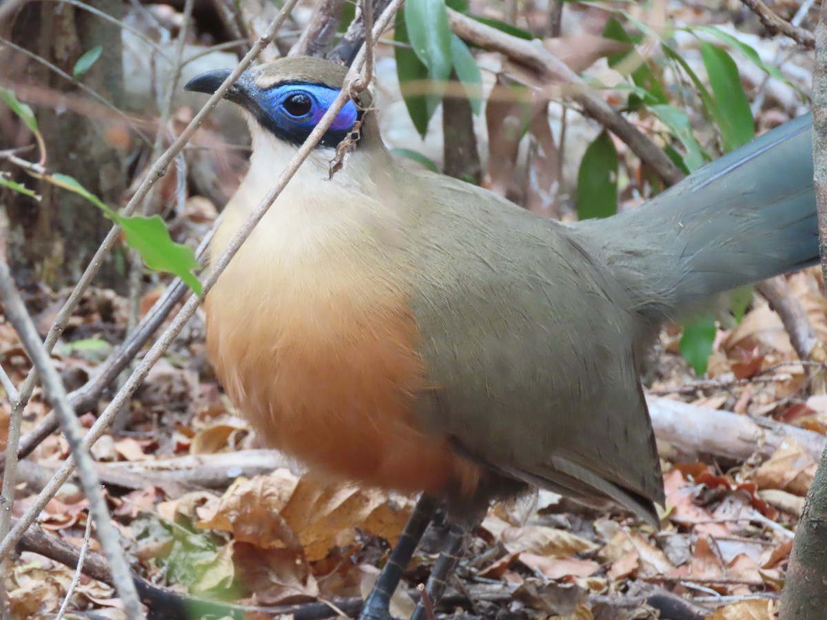 Giant Coua - ML642917946