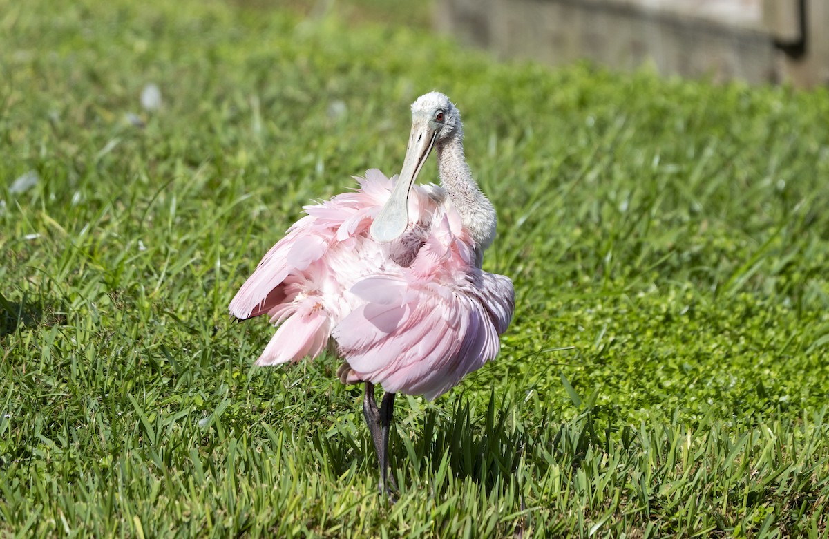 Roseate Spoonbill - ML642917949