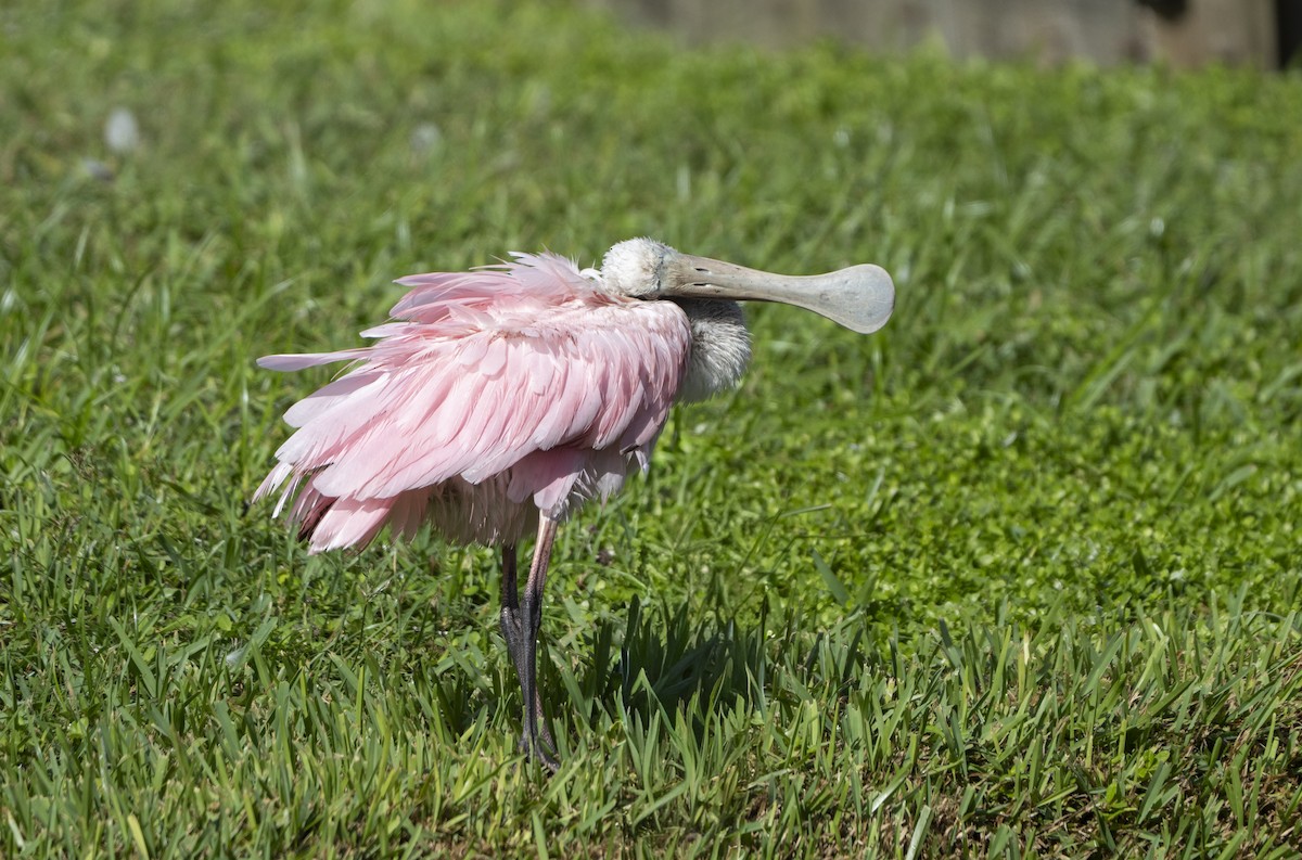 Roseate Spoonbill - ML642917955