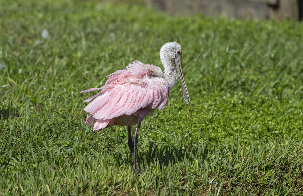Roseate Spoonbill - ML642917957