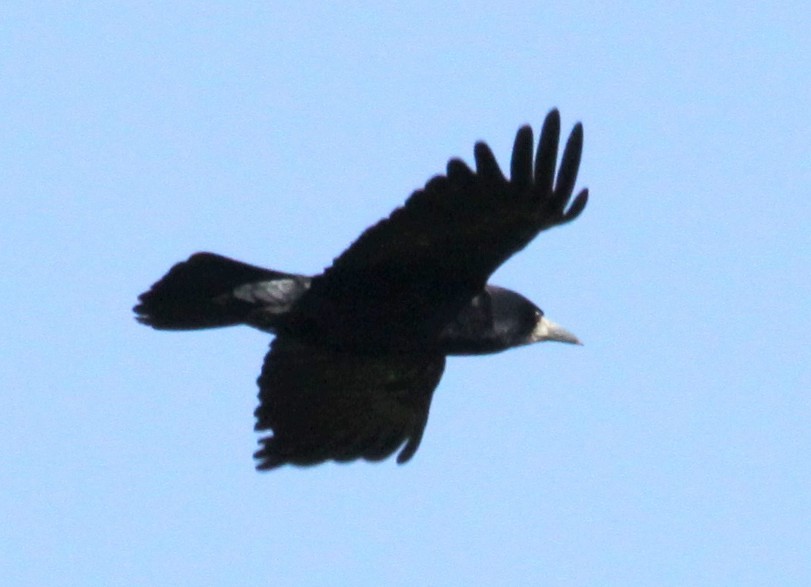 Rook - ML642917959