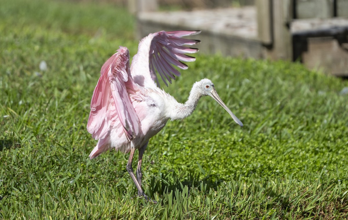 Roseate Spoonbill - ML642917970